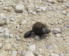 Canthon pilularius