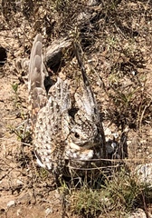 Chordeiles acutipennis