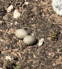 Chordeiles acutipennis