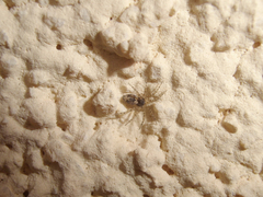 Oecobius maculatus