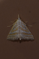 Leptosteges parthenialis
