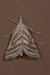 Leptosteges parthenialis