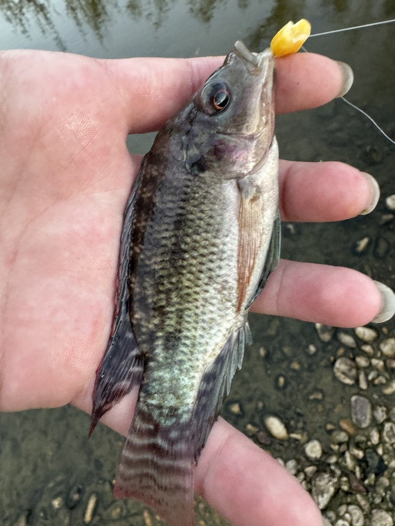 Nile Tilapia from Avondale, AZ, US on August 11, 2024 at 07:18 PM by ...