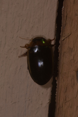 Hydaticus bimarginatus