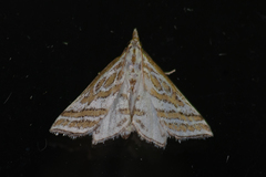 Leptosteges parthenialis