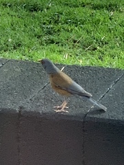 Turdus rufopalliatus
