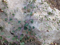 Capparis spinosa