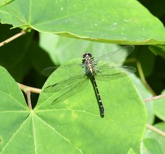 Stylogomphus sigmastylus