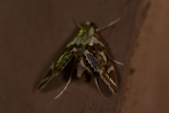 Chrysendeton medicinalis