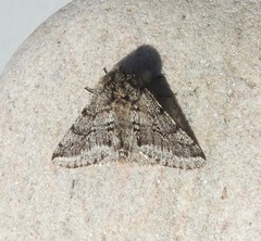 Lycia ursaria