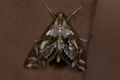 Chrysendeton medicinalis