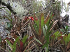 Tillandsia compacta