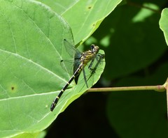 Stylogomphus sigmastylus