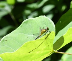 Stylogomphus sigmastylus