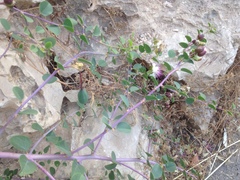 Capparis spinosa