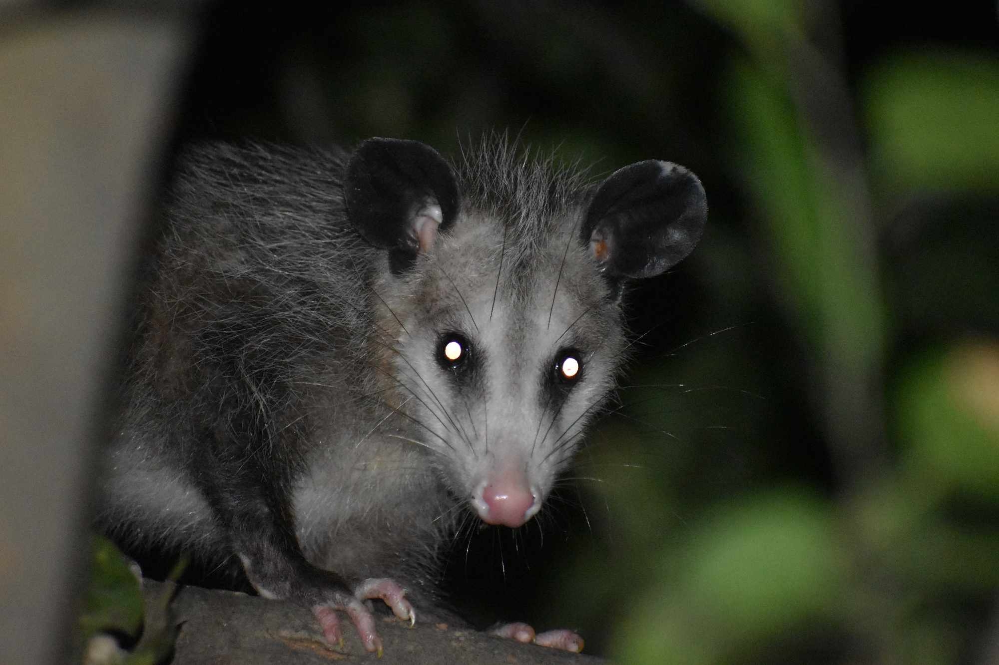 Didelphis virginiana<br>11 August, 2024