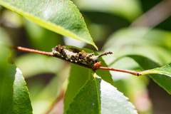 Limenitis arthemis astyanax