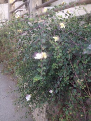 Capparis zoharyi