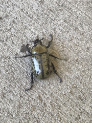 Dynastes tityus