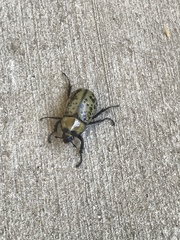 Dynastes tityus