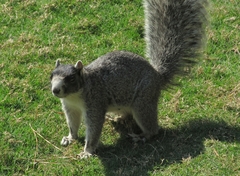 Sciurus niger niger
