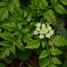 Water Parsley - Photo (c) Mike Patterson, some rights reserved (CC BY-NC), uploaded by Mike Patterson