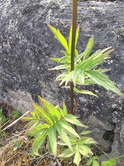 Valeriana officinalis sambucifolia