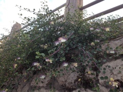 Capparis zoharyi