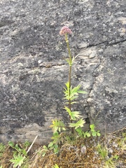 Valeriana officinalis sambucifolia