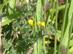 Lotus angustissimus