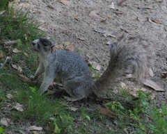 Sciurus niger niger