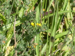 Lotus angustissimus