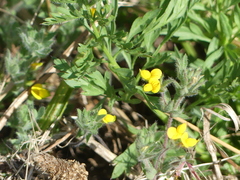 Lotus angustissimus