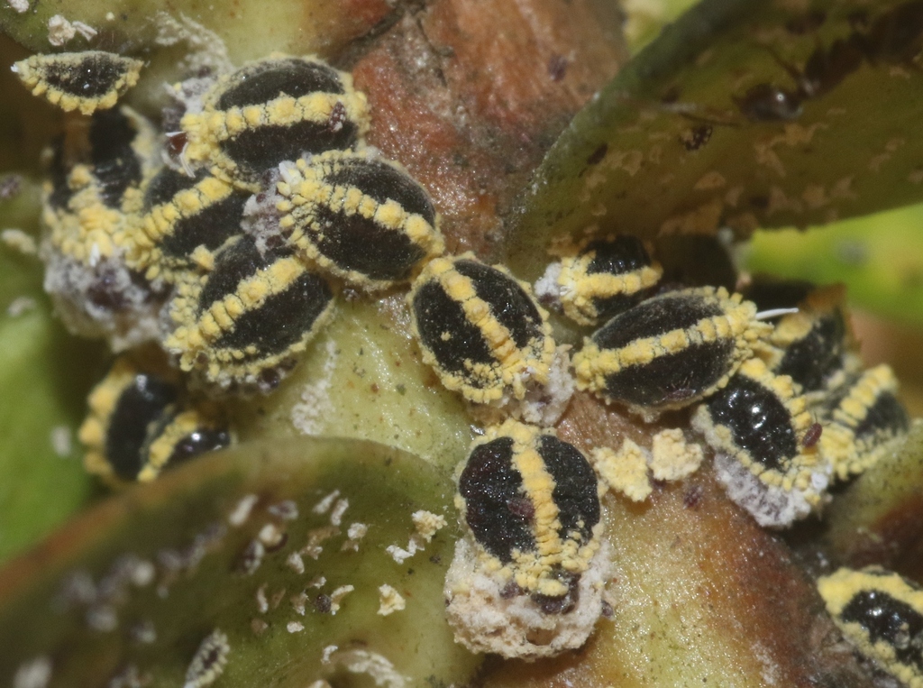 Golden mealybug