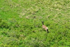 Cervus canadensis sibiricus