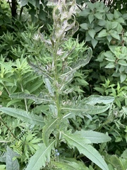 Cirsium arvense