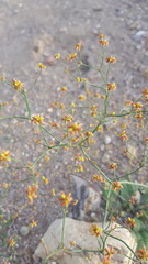 Eriogonum pusillum