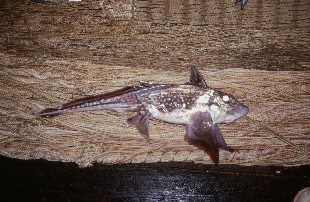 Dark Ghostshark