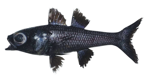 Black Deepsea Cardinalfish (Epigonus telescopus) · iNaturalist