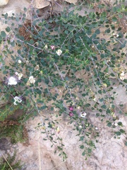 Capparis spinosa
