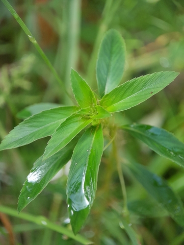 creole tea