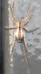 Arachosia praesignis