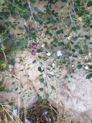 Capparis spinosa