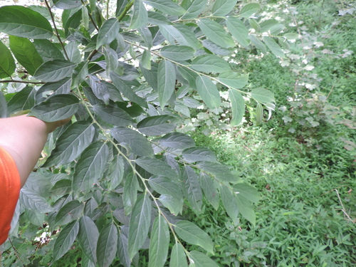 Image of Diospyros lotus by (c) Анна Кириченко, some rights reserved (CC BY)