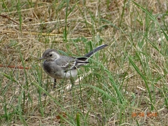 Motacilla alba