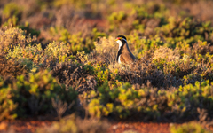 Banded Lapwing photo 2