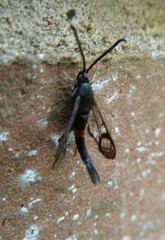 Synanthedon myopaeformis