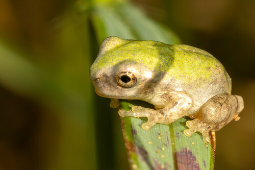 Bird-voiced Treefrog photographed in Georgia