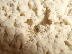 Oecobius maculatus