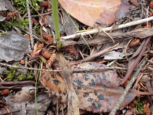 Image of Platanthera elongata by no rights reserved